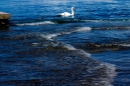 Hochwasser-am-Bodensee-Rorschach-2016-06-20-Bodensee-Community-SEECHAT-CH-_76_.jpg