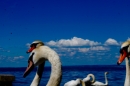 Hochwasser-am-Bodensee-Rorschach-2016-06-20-Bodensee-Community-SEECHAT-CH-_89_.jpg