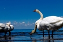 tHochwasser-am-Bodensee-Rorschach-2016-06-20-Bodensee-Community-SEECHAT-CH-_57_.jpg