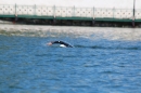 Bodenseequerung-Bernhard-Nuss-Friedrichshafen-20160704-SEECHAT_DE-IMG_0840.JPG