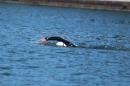 Bodenseequerung-Bernhard-Nuss-Friedrichshafen-20160704-SEECHAT_DE-IMG_0844.JPG