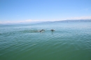 Bodenseequerung-Bernhard-Nuss-Friedrichshafen-20160704-SEECHAT_DE-IMG_0902.JPG