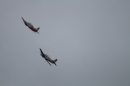 Zigermeet-Flugplatz-Mollis-GL-2018-08-04-Bodensee-Community-SEECHAT-DE-_73_.jpg