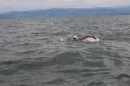 Bodenseequerung-Romanshorn-Harald-Weyh-2016-08-12-Bodensee-Community-SEECHAT_DE-IMG_4515.JPG