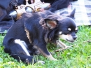 Steam-Punk-Treffen-Sigmaringen-2016-08-27-Bodensee-Community-SEECHAT_DE-_151_.JPG