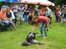 Struppirennen-Bad-Saulgau-04-09-2016-Bodensee-Community-SEECHAT_DE-_35_.JPG