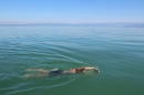 Bodenseequerung-Mirjam-Leichsnering-20160907-Friedrichshafen-SEECHAT_DE-_105_.JPG