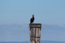 Bodenseequerung-Mirjam-Leichsnering-20160907-Friedrichshafen-SEECHAT_DE-_40_.JPG