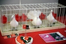 Hochzeitsmesse-Ravensburg-15-1-17-Messestand-Bodensee-Hochzeiten_com-IMG_7041.JPG