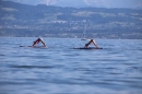 Picknick-Kino-Strandbad-Friedrichshafen-2017-05-25-Bodensee-Community-SEECHAT_DE-IMG_4501.JPG