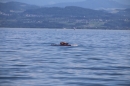 Picknick-Kino-Strandbad-Friedrichshafen-2017-05-25-Bodensee-Community-SEECHAT_DE-IMG_4514.JPG