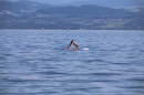 tPicknick-Kino-Strandbad-Friedrichshafen-2017-05-25-Bodensee-Community-SEECHAT_DE-IMG_4506.JPG