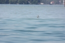 Dreilaender-Bodensee-Querung-BODENSEEBOOT-Alard-Schroeder-2017-SEECHAT_DE-IMG_5806.JPG