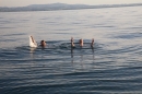 Rundfahrt-BODENSEEBOOT-2017-07-06-Bodensee-Community-seechat_de-IMG_2900.JPG