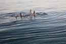 Rundfahrt-BODENSEEBOOT-2017-07-06-Bodensee-Community-seechat_de-IMG_2901.JPG