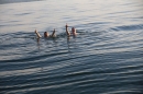 Rundfahrt-BODENSEEBOOT-2017-07-06-Bodensee-Community-seechat_de-IMG_2902.JPG