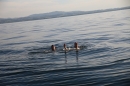 Rundfahrt-BODENSEEBOOT-2017-07-06-Bodensee-Community-seechat_de-IMG_2907.JPG