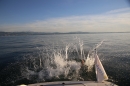 Rundfahrt-BODENSEEBOOT-2017-07-06-Bodensee-Community-seechat_de-IMG_2934.JPG