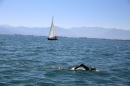 BODENSEEBOOT-Prabhat-Koli-2017-07-17-Bodensee-Querung-Schwimmer-IMG_5240.JPG