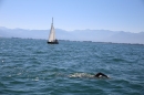 BODENSEEBOOT-Prabhat-Koli-2017-07-17-Bodensee-Querung-Schwimmer-IMG_5241.JPG