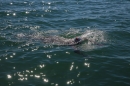 BODENSEEBOOT-Prabhat-Koli-2017-07-17-Bodensee-Querung-Schwimmer-IMG_5249.JPG