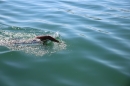 BODENSEEBOOT-Prabhat-Koli-2017-07-17-Bodensee-Querung-Schwimmer-IMG_5276.JPG