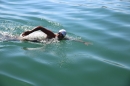 BODENSEEBOOT-Prabhat-Koli-2017-07-17-Bodensee-Querung-Schwimmer-IMG_5277.JPG