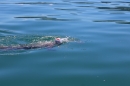 BODENSEEBOOT-Prabhat-Koli-2017-07-17-Bodensee-Querung-Schwimmer-IMG_5322.JPG