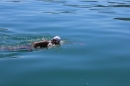 BODENSEEBOOT-Prabhat-Koli-2017-07-17-Bodensee-Querung-Schwimmer-IMG_5323.JPG