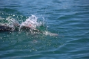 BODENSEEBOOT-Prabhat-Koli-2017-07-17-Bodensee-Querung-Schwimmer-IMG_5331.JPG