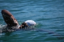 BODENSEEBOOT-Prabhat-Koli-2017-07-17-Bodensee-Querung-Schwimmer-IMG_5334.JPG