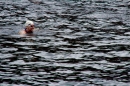 Wassersport-Hamburg-2017-07-15-Bodensee-Community-SEECHAT_DE-_8_.jpg