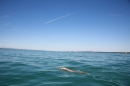 BODENSEEBOOT-Querung-Sven-Eckhardt-2017-08-07-Bodensee-Community-SEECHAT_DE-IMG_6954.JPG