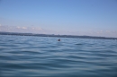 BODENSEEBOOT-Daniel-Los-Romanshorn-2017-08-13-SEECHAT_DE-IMG_8112.JPG