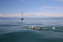 BODENSEEBOOT-Daniel-Los-Romanshorn-2017-08-13-SEECHAT_DE-IMG_8136.JPG