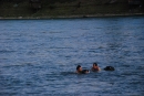 Rheinschwimmen-Basel-2017-08-15-Bodensee-community-seechat_DE-2017-08-15_05_52_59.jpg