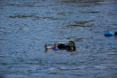 Rheinschwimmen-Basel-2017-08-15-Bodensee-community-seechat_DE-2017-08-15_05_53_14.jpg