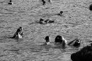 Rheinschwimmen-Basel-2017-08-15-Bodensee-community-seechat_DE-_40_.jpg