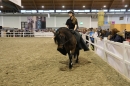 PFERD-BODENSEE-Friedrichshafen-2018-02-17-Bodensee-Community-SEECHAT_DE-360.jpg