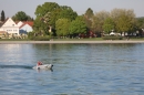 Flottensternfahrt-Friedrichshafen-2018-04-28-Bodensee-Community-SEECHAT_DE-0561.jpg