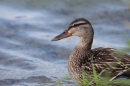 Internationale-Bodenseewoche-26-05-2018-Bodensee-Community-seechat_de-_63_.JPG