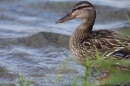 Internationale-Bodenseewoche-26-05-2018-Bodensee-Community-seechat_de-_64_.JPG