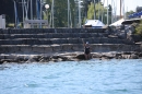 Bodenseequerung-BODENSEEBOOT-2018-07-26-Bodensee-Community-SEECHAT_DE-IMG_8999.JPG