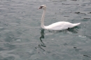 Zuercher-Limmatschwimmen-2018-08-18-Bodensee-Community-SEECHAT_DE-_151_.JPG