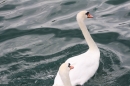 Zuercher-Limmatschwimmen-2018-08-18-Bodensee-Community-SEECHAT_DE-_219_.JPG