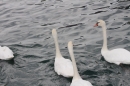 Zuercher-Limmatschwimmen-2018-08-18-Bodensee-Community-SEECHAT_DE-_220_.JPG