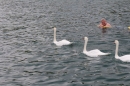 Zuercher-Limmatschwimmen-2018-08-18-Bodensee-Community-SEECHAT_DE-_221_.JPG