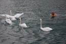 Zuercher-Limmatschwimmen-2018-08-18-Bodensee-Community-SEECHAT_DE-_222_.JPG