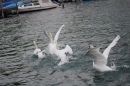 Zuercher-Limmatschwimmen-2018-08-18-Bodensee-Community-SEECHAT_DE-_223_.JPG