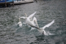 Zuercher-Limmatschwimmen-2018-08-18-Bodensee-Community-SEECHAT_DE-_224_.JPG